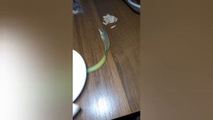 #адениум, созрели рожки у мини!