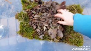 Новый дом для улитки Ахатина : мох, содержание, еда. #улитка