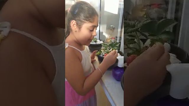 Morangos смотреть онлайн