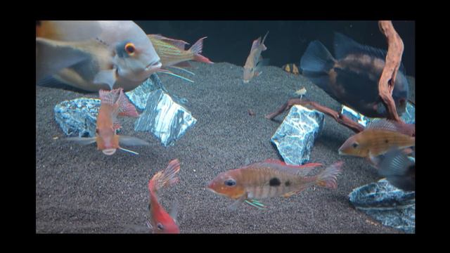 аквариумистика светодиодная лампа для аквариума смотреть онлайн