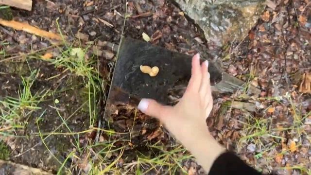 МЕНЯ УКУСИЛА БЕЛКА | КОРМИМ БЕЛОК В ПАРКЕ | tayavii смотреть онлайн