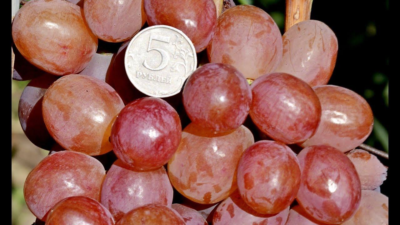 Виноград Соперник и Мускат Свадебный селекции С. Криули смотреть онлайн