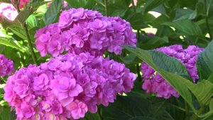 Футаж  Гортензии 01