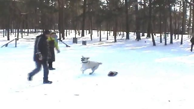 Охрана Rotveiler vs Labrador смотреть онлайн