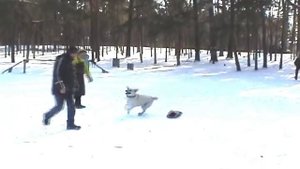 Охрана Rotveiler vs Labrador