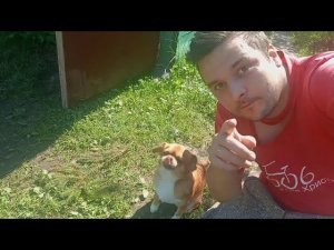 СОБАКА ГРУСТИТ