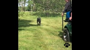 Cane Corso vs Alabai