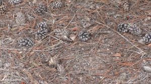 Сосновый лес в Лозном.