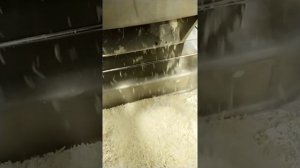 Robot Coupe CL50 grated Parmigiano_Reggiano# Dairy Cattle ....