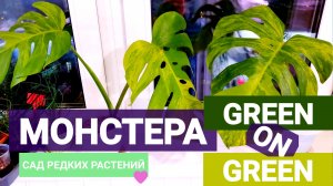 Распаковка монстеры Green on Green. Ура, мы беременны!