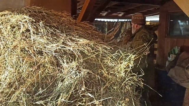 Сколько сена запасти козам? смотреть онлайн