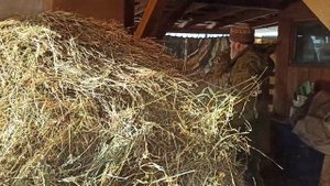 Сколько сена запасти козам?