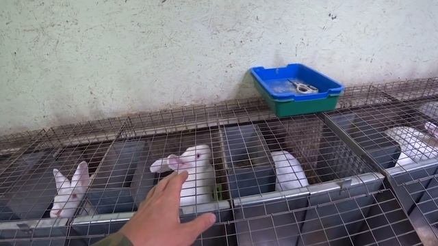 РАЗОВОЕ КОРМЛЕНИЕ КРОЛЬЧАТ! КОРМЛЕНИЕ РАЗ В СУТКИ!