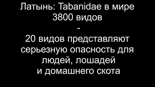 Клеевые ловушки Sticky-Trap для мух, слепней, оводов и других кровососущих насекомых смотреть онлайн
