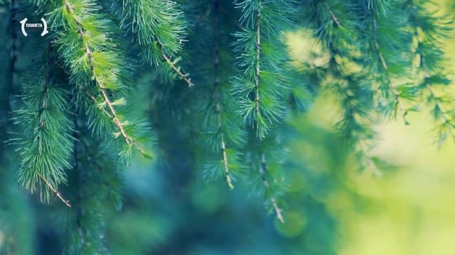 Релакс — Успокоение нервов, глубокий сон. Спокойная Музыка для сна. Relaxation & Meditation [FullHD смотреть онлайн