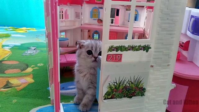 KITTEN AND HOUSE смотреть онлайн