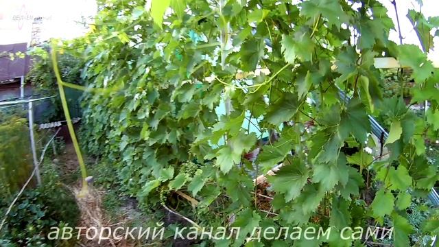 Внекорневая подкормка винограда.Чем подкормить виноград летом.Удобрение и подкормка винограда