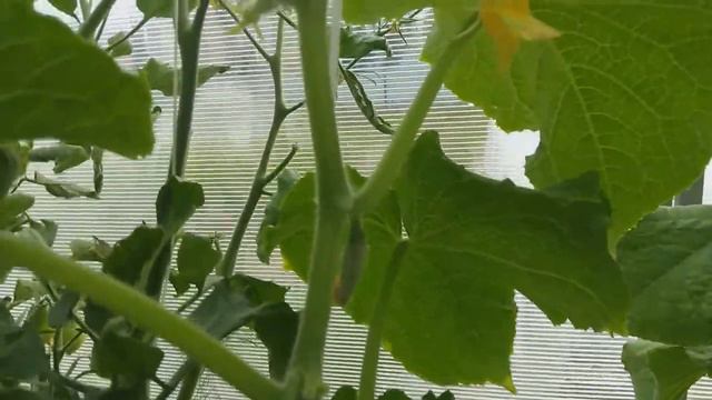 21. На Ямале. 2 недели спустя...подкормки, опрыскивание.(19.07.18) смотреть онлайн