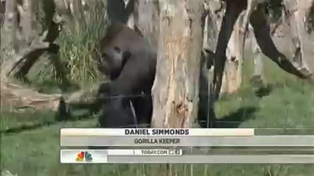 Silverback gorilla moves in to London Zoo смотреть онлайн