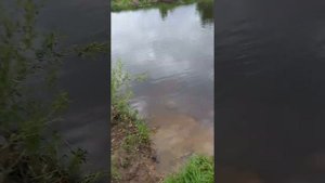 24.05.2020 верховье Волги.  Ржев. фидер.  последняя кормушка и  лещик))) хорошая рыбалка