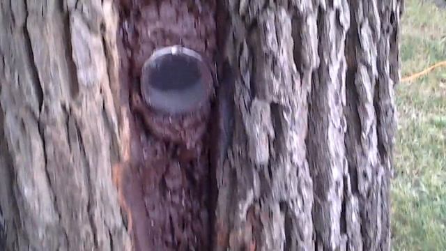 Как лечить дуб. смотреть онлайн