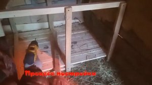 Гнездо для индоутки ч.2