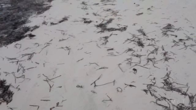 #18 ММсТ. Что нельзя делать в Доминиканской республике остров Гаити туристам смотреть онлайн