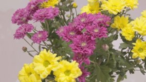 Хризантема кустовая микс
