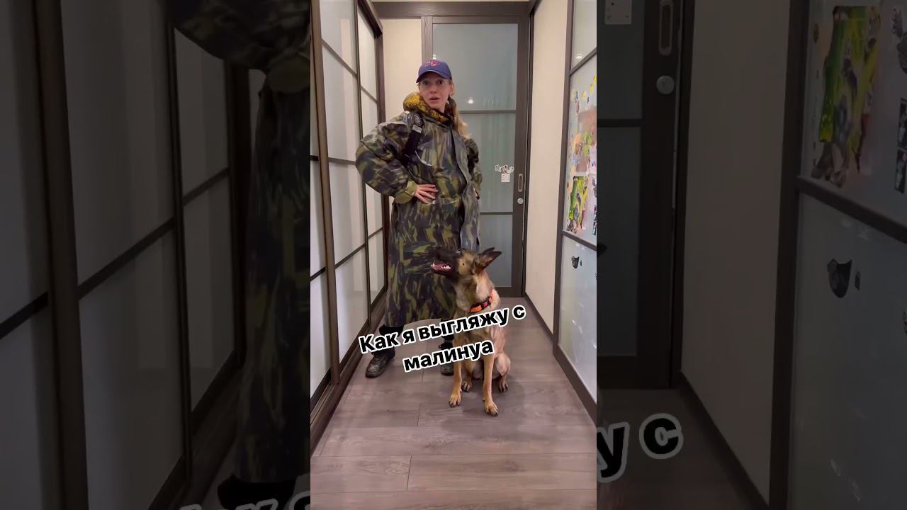 Малинуа: ожидание и реальность #малинуа #собака #бельгийскаяовчарка #malinois #топ