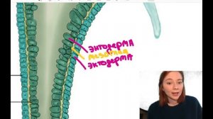 Кишечно-полостные | БИОЛОГИЯ ЕГЭ | Лина Клевер