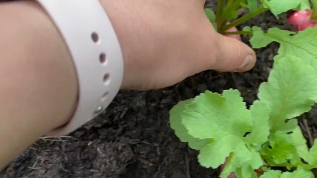 Жизнь продолжается ? Рассказываю всего понемногу ?Моя теплица ? помидоры ? и огурцы ? смотреть онлайн