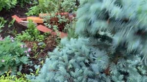 Формируем ель голубую