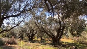 Pruning Olive Trees (Olea europaea - Oleaceae)