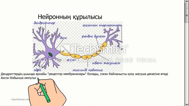 Жүйке жүйесінің құрылысы мен қызметі. Коккозова Н.А.