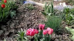 Какие цветы и в каком порядке я сажаю для беспрерывного цветения весной