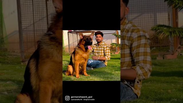 German Shepard dog maximus son смотреть онлайн