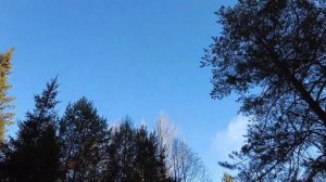 ЗАГОТОВКА ЕЛОВЫХ ВЕТОК(ЛАПНИК) для РОЗ, ГОТОВИМ РОЗУ к ЗИМЕ/ЖИВУ на СЕЛЕ*СЕЛЯНИН