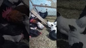 Один петух на 20 кур, какой оплод яиц?