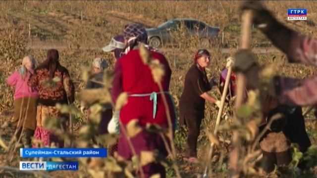 На бескрайних полях фундучного сада кипит работа смотреть онлайн