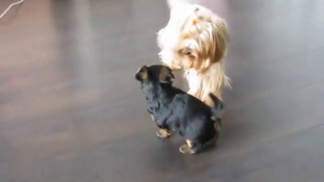 Щенок йорка Шаан Ши играет со своей тетей смотреть онлайн