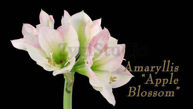 Time-lapse of Opening "Apple Blossom" Amaryllis. смотреть онлайн