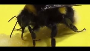 Детям о шмелях