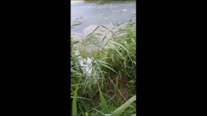 Зарыбили карпом три луховицких водоема