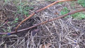 Виноград  г.ф. Блестящий . Косяки этой формы.