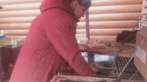 ушной клещ у кроликов,как борюсь с этим паразитом