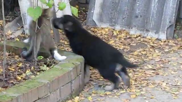 Восточноевропейская овчарка, 1,5 мес. - кормление))) смотреть онлайн