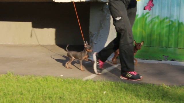 MVI 0827 Солнышко Алекси НАЙТ ФЛАЙТ-ПРОДАЖА смотреть онлайн