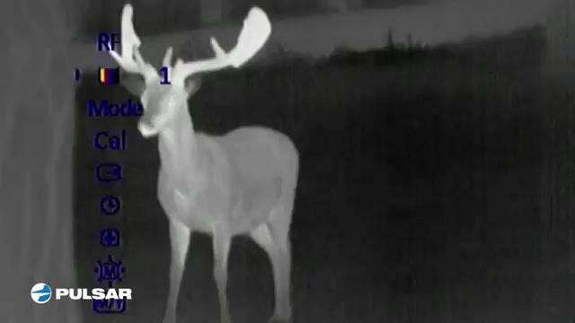 Pulsar Quantum RED DEER IN THERMAL! смотреть онлайн