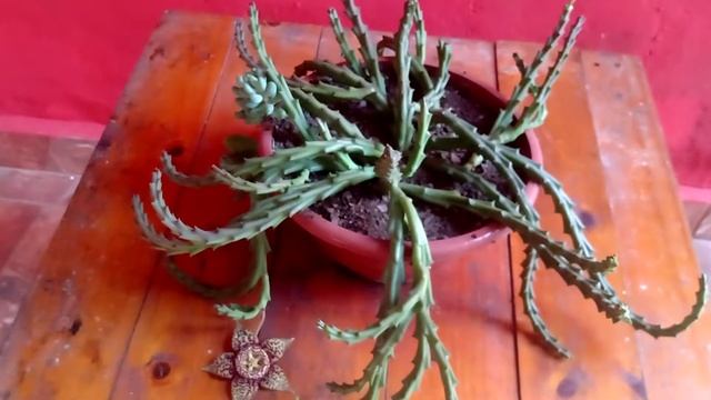 Orbea variegata e sua floração смотреть онлайн