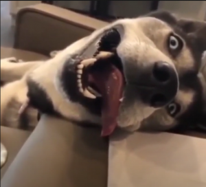 Смешные животные. Приколы с котами. Приколы с животными